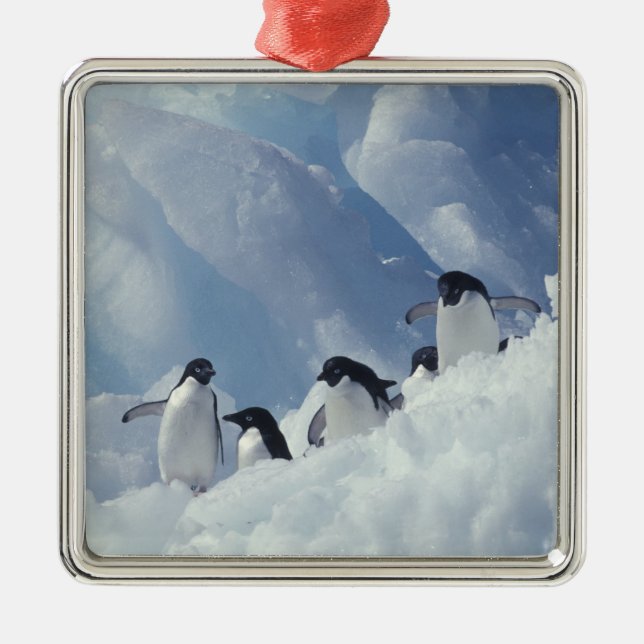 Antarctica. Adelie penguins Metal Ornament (Front)