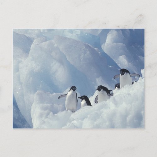 Antarctica Adelie penguins Postcard