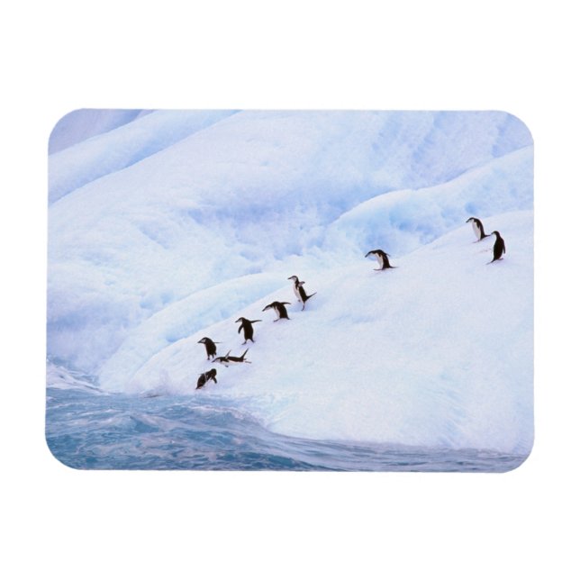 Antarctica, Antarctic Peninsula. Chinstrap Magnet (Horizontal)