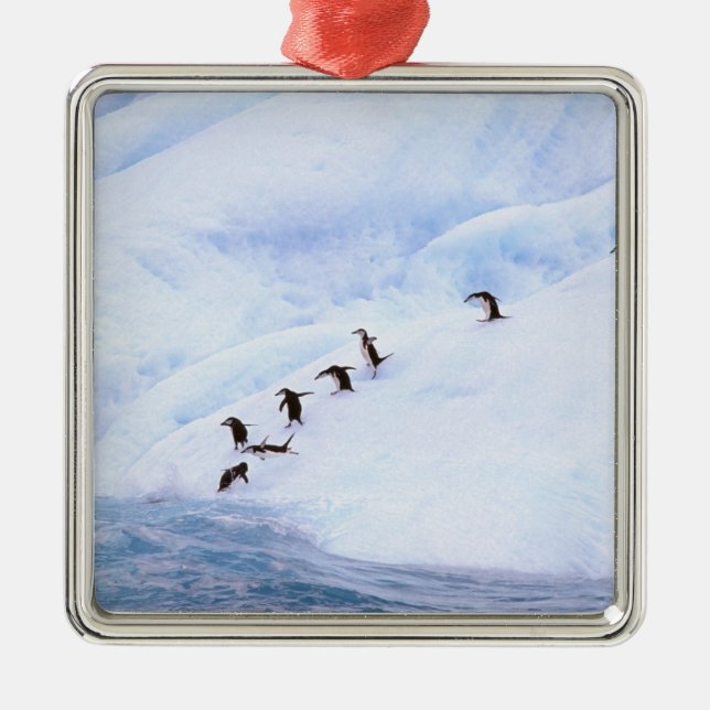 Antarctica, Antarctic Peninsula. Chinstrap Metal Ornament (Front)