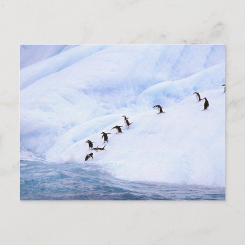 Antarctica Antarctic Peninsula Chinstrap Postcard