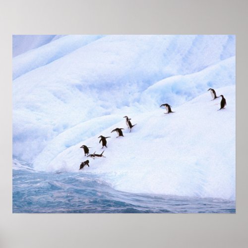 Antarctica Antarctic Peninsula Chinstrap Poster