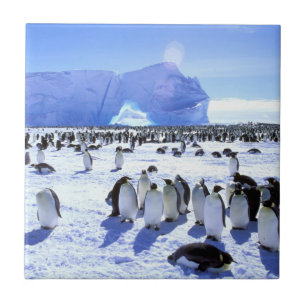 Antarctica, Antarctic Peninsula, Weddell Sea 5 Ceramic Tile