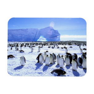 Antarctica, Antarctic Peninsula, Weddell Sea, 5 Magnet