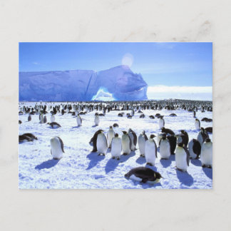 Antarctica, Antarctic Peninsula, Weddell Sea, 5 Postcard