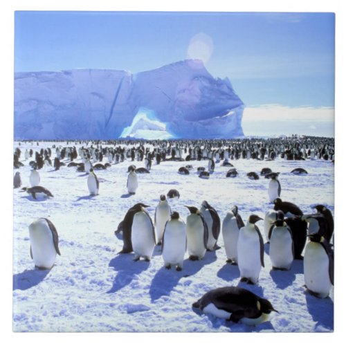 Antarctica Antarctic Peninsula Weddell Sea 5 Tile