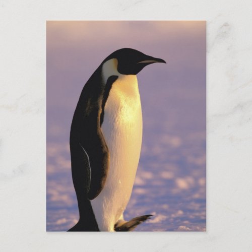 Antarctica Australian Antarctic Territory 4 Postcard