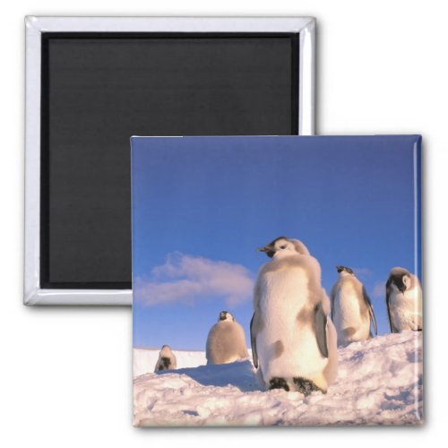 Antarctica Australian Antarctic Territory 6 Magnet