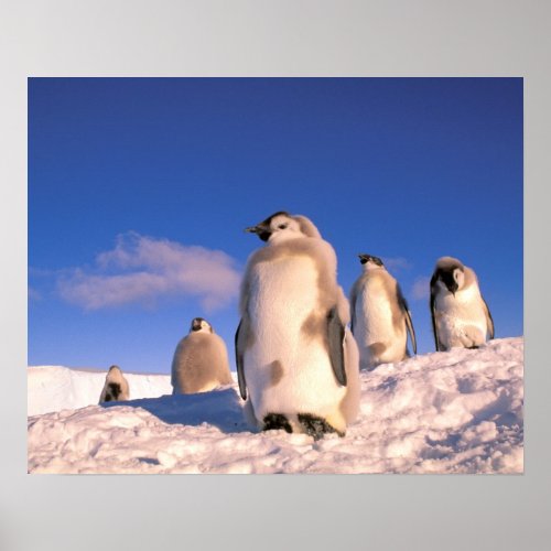 Antarctica Australian Antarctic Territory 6 Poster