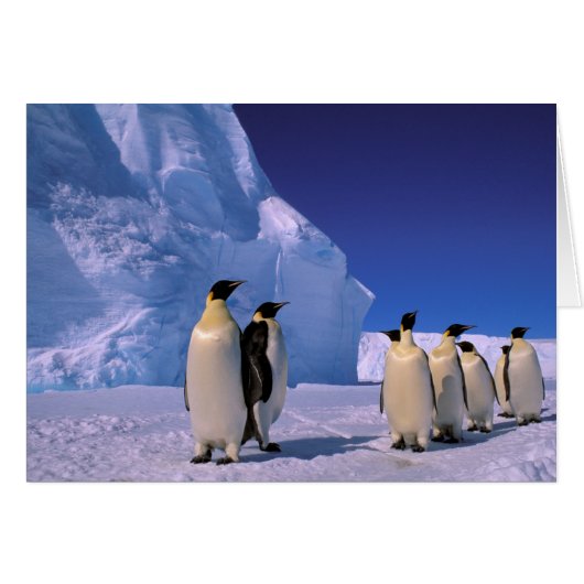 Antarctica, Australian Antarctic Territory, 7 (Front Horizontal)