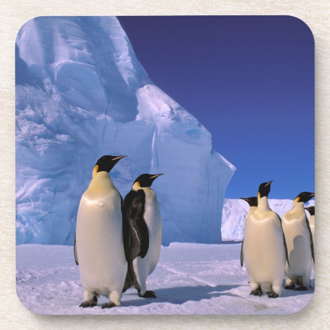 Antarctica, Australian Antarctic Territory, 7 Drink Coaster (Front)
