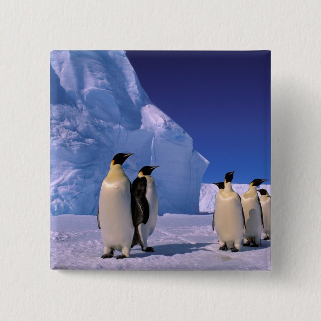 Antarctica, Australian Antarctic Territory, 7 Pinback Button (Front)