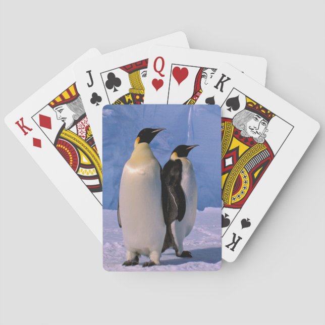 Antarctica, Australian Antarctic Territory, 7 Poker Cards (Back)