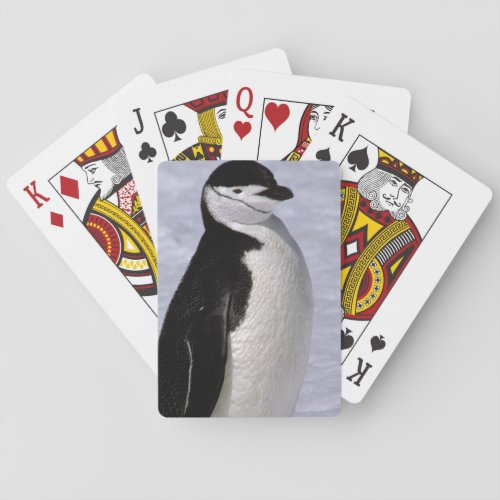 Antarctica Chinstrap penguin 2 Playing Cards