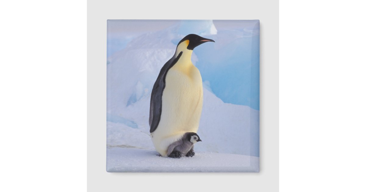 Antarctica, Emperor Penguin (Aptenodytes Magnet | Zazzle