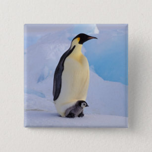 Antarctica, Emperor Penguin (Aptenodytes Pinback Button