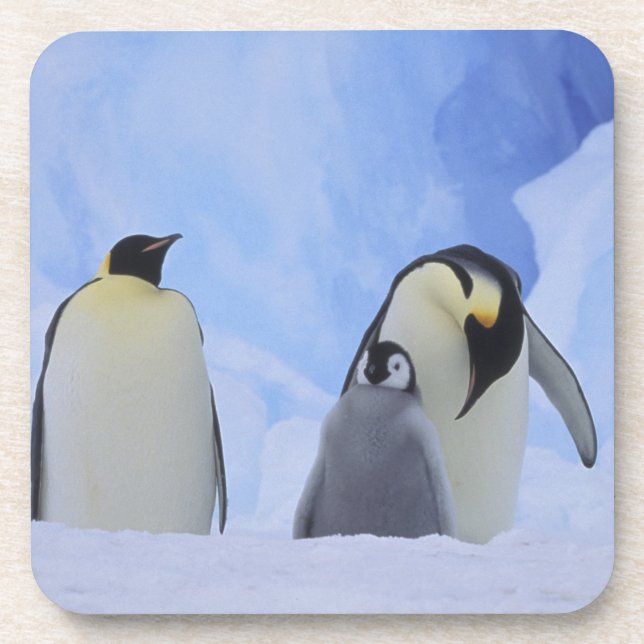 Antarctica. Emperor penguins and chick Beverage Coaster (Front)