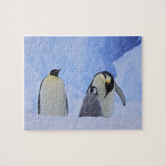 Antarctica. Emperor penguins and chick Jigsaw Puzzle (Horizontal)