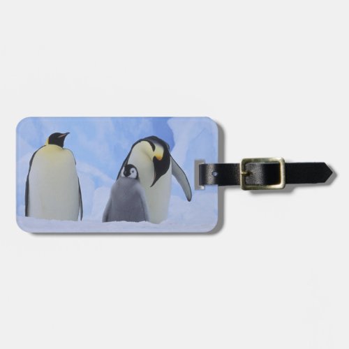 Antarctica Emperor penguins and chick Luggage Tag