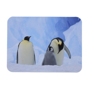 Antarctica. Emperor penguins and chick Magnet