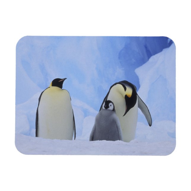 Antarctica. Emperor penguins and chick Magnet (Horizontal)