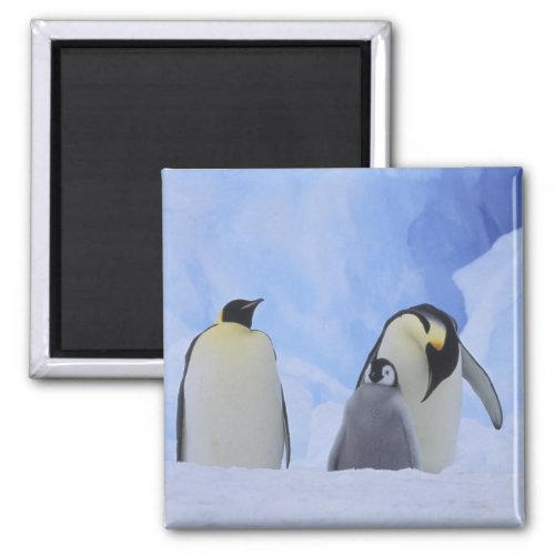 Antarctica Emperor penguins and chick Magnet