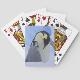 Antarctica. Emperor penguins and chick Poker Cards
