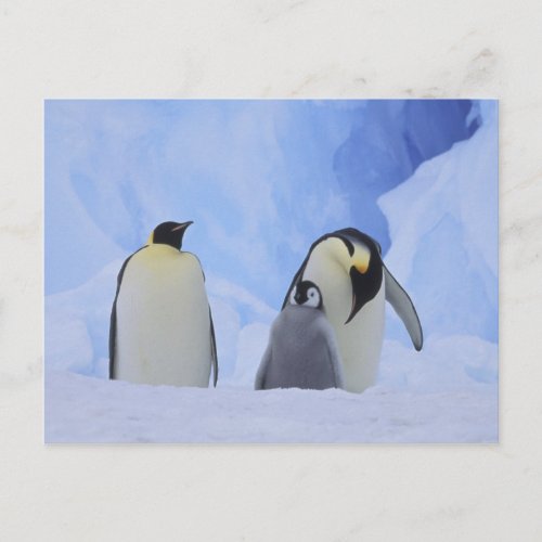 Antarctica Emperor penguins and chick Postcard