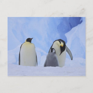 Antarctica. Emperor penguins and chick Postcard