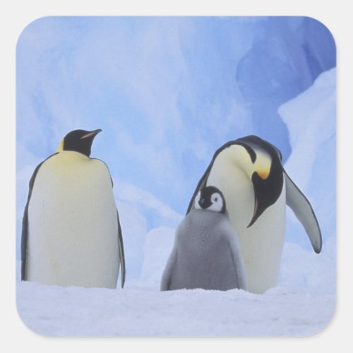 Antarctica Emperor penguins and chick Square Sticker