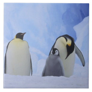 Antarctica. Emperor penguins and chick Tile