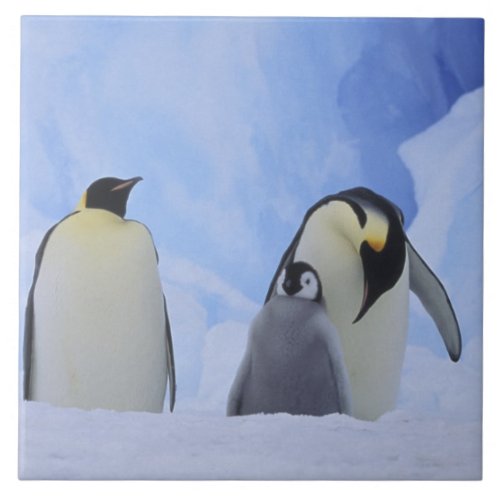 Antarctica Emperor penguins and chick Tile