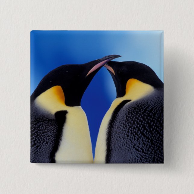Antarctica, Emperor Penguins Button (Front)