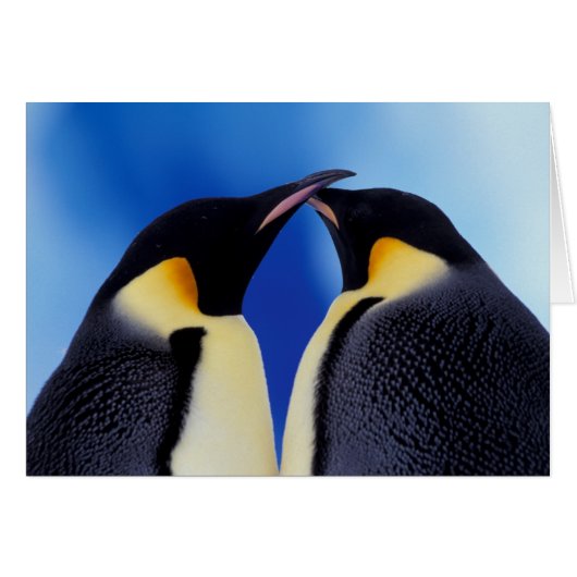 Antarctica, Emperor Penguins Cards (Front Horizontal)