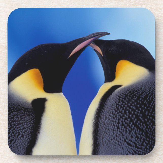 Antarctica, Emperor Penguins Drink Coaster (Front)