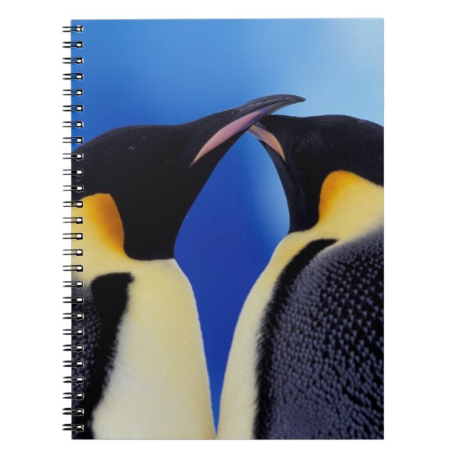 Antarctica, Emperor Penguins Notebook (Front)