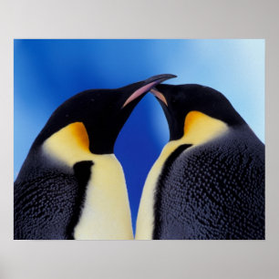 Antarctica, Emperor Penguins Poster