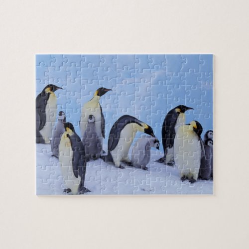 Antarctica Emporer Penguin Aptenodytes Jigsaw Puzzle