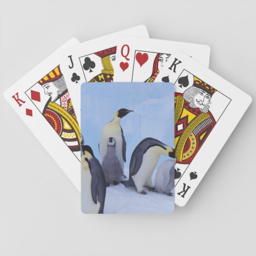 Antarctica Emporer Penguin Aptenodytes Playing Cards