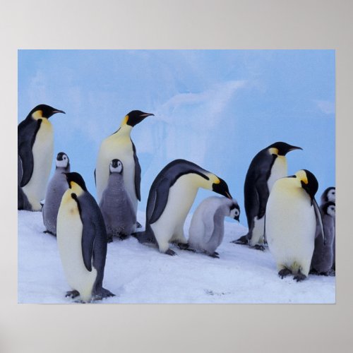 Antarctica Emporer Penguin Aptenodytes Poster