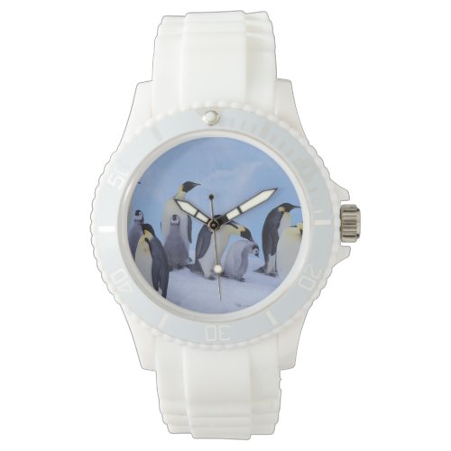 Antarctica, Emporer Penguin ((Aptenodytes Wristwatch