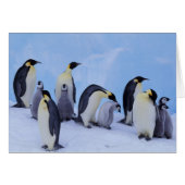 Antarctica, Emporer Penguins (Front Horizontal)