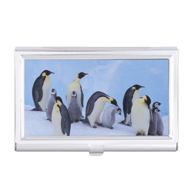 Antarctica, Emporer Penguins Business Card Holder (Front)