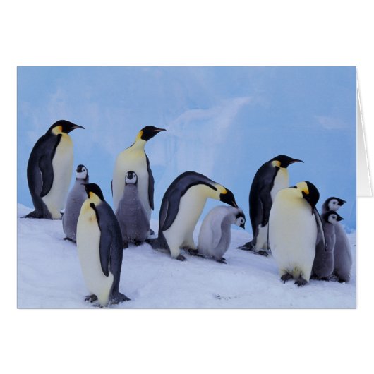 Antarctica, Emporer Penguins Cards (Front Horizontal)