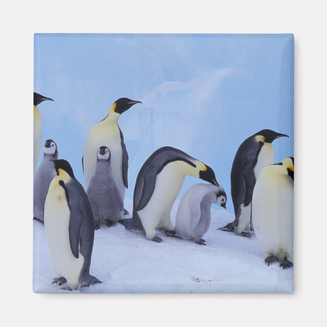 Antarctica, Emporer Penguins Magnet (Front)