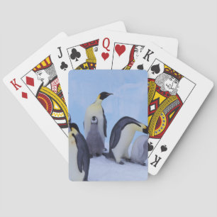 Antarctica, Emporer Penguins Poker Cards