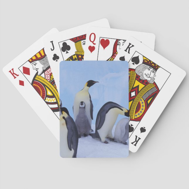 Antarctica, Emporer Penguins Poker Cards (Back)