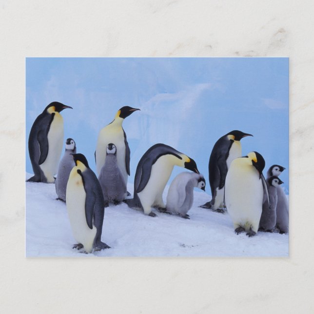 Antarctica, Emporer Penguins Postcard (Front)