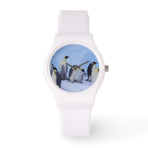 Antarctica, Emporer Penguins Watch