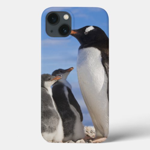 Antarctica Neko Cove Harbor Gentoo penguin 2 iPhone 13 Case
